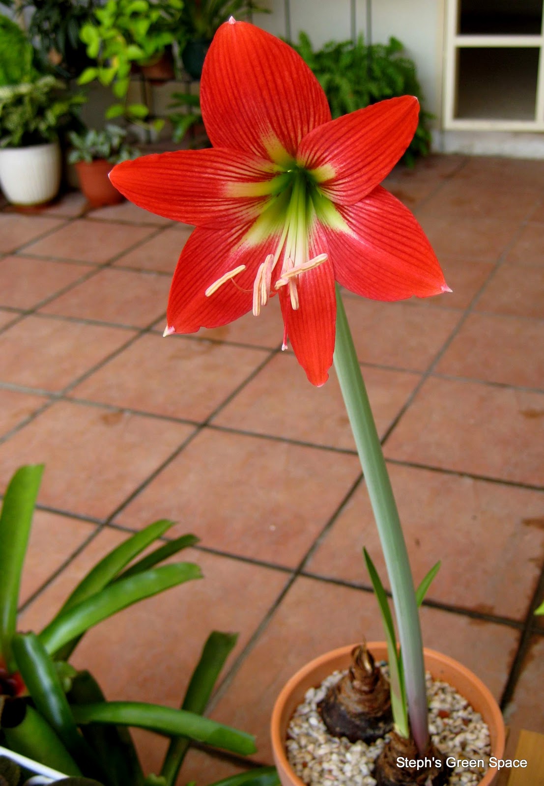 Hippeastrum Vittatum